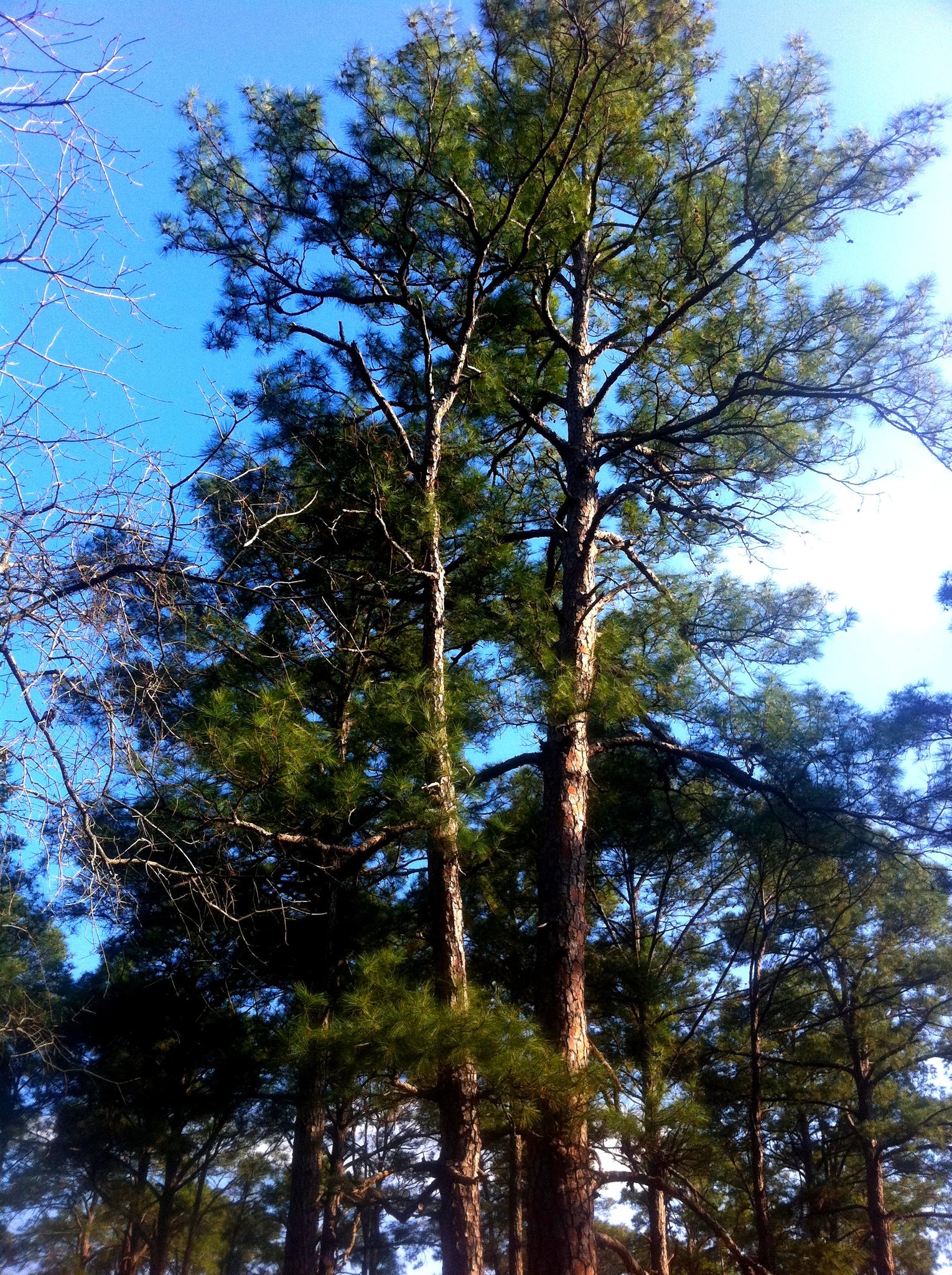 Bastrop Lost Pines Field Recovery (2013)